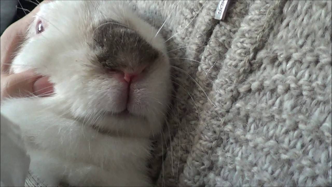 Ринит у кроликов: лечение насморка и соплей