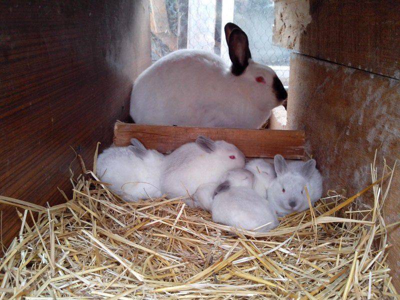 Роды крольчихи: сколько приносит крольчат, уход после родов
