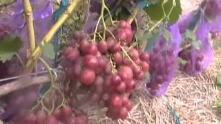 Виноград розовая дымка: что нужно знать о нем, описание сорта, отзывы