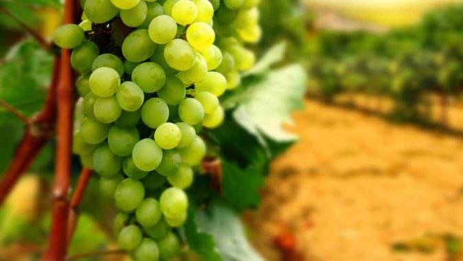 Ранние сорта винограда: разбираем внимательно