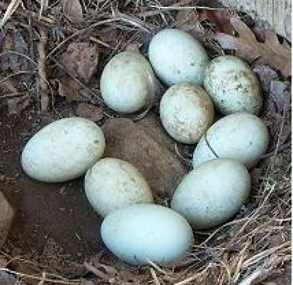 Утиные яйца — польза и вред