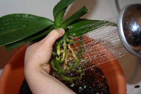 Интересные факты: как рассадить орхидею в домашних условиях?