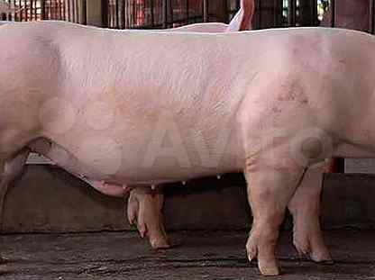 Искусственное оплодотворение свиней: методы, технологии, подготовка свиноматки