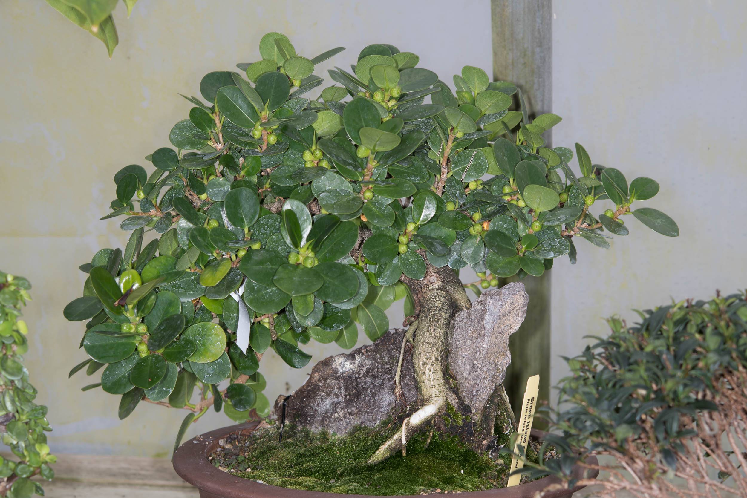 Фикусы — разновидности с мелкими и крупными листьями, пестролистный и карликовый