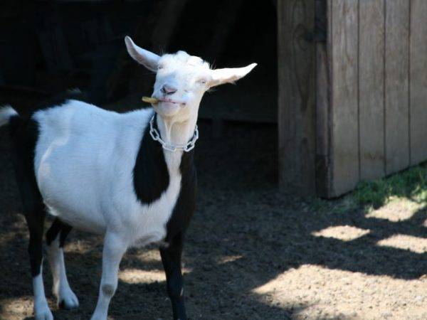 Козы камори – описание породы пакистанских коз, фото и видео