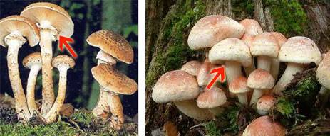 Опята - фото и описание. когда собирать и как готовить? как отличить ложный опенок от настоящего гриба