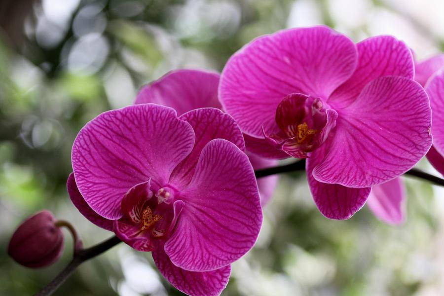 Где родина растения орхидеи