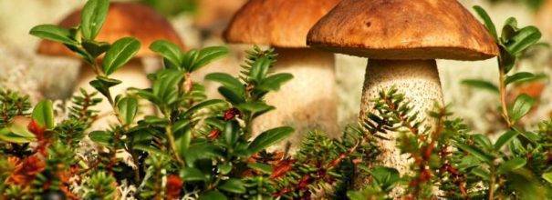 Сколько и как варить и жарить грибы вешенки правильно ( 21 фото)?