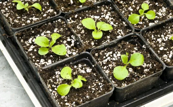 Ампельная петуния — выращивание в подвесных кашпо