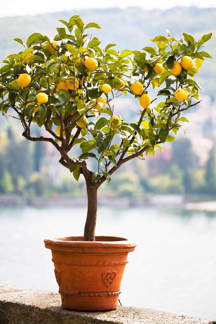 Описание лимона сорта лунарио и особенности ухода в домашних условиях