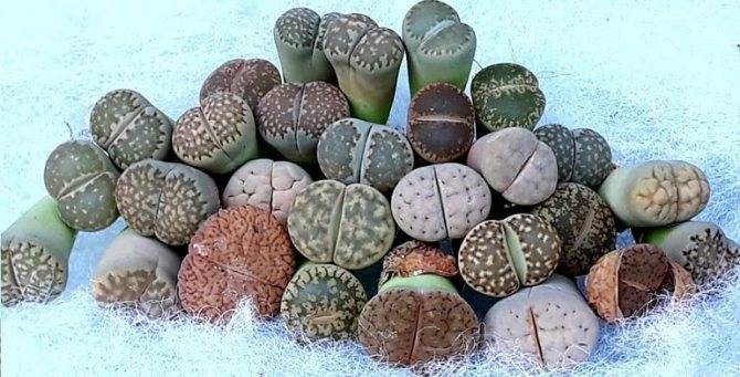 Растение литопс (живой камень): фото, описание, как ухаживать за цветами, виды кактусов литопсов