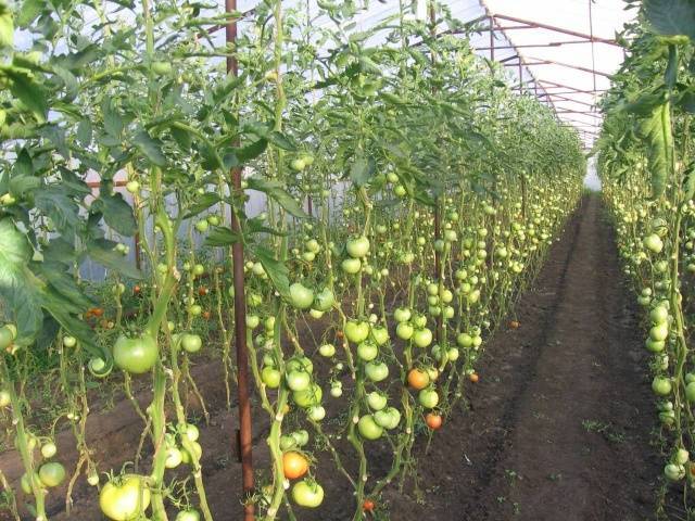 Почему желтеют листья томатов, 10 самых частых причин, что делать