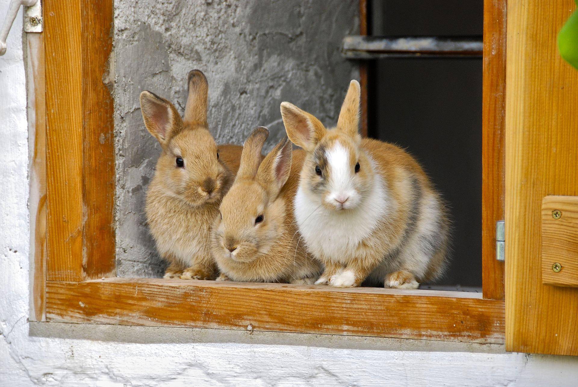 Сколько живет декоративный кролик — продолжительность жизни питомца в домашних условиях