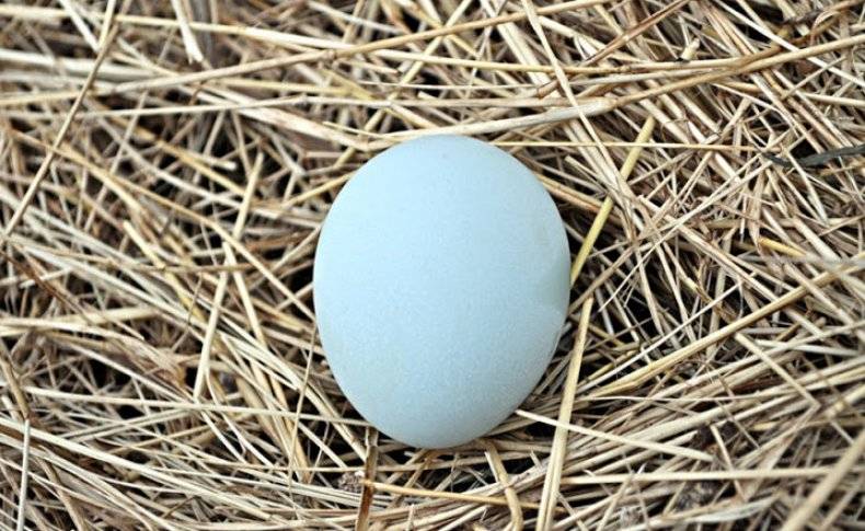 Egg guru — первый про яйца. польза и вред утиных яиц для организма человека