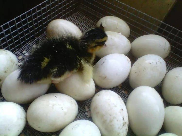 Все о процессе инкубации яиц мускусной утки в домашних условиях