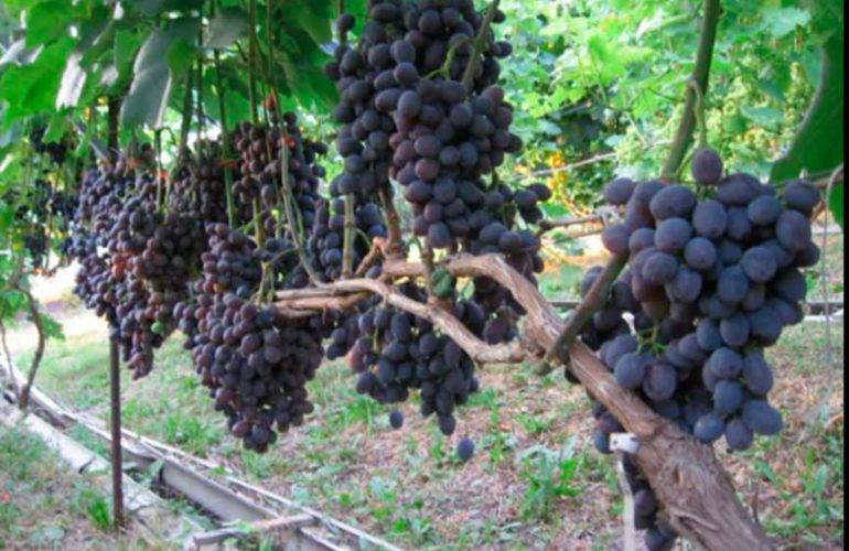 Виноград сорта гала, особенности выращивания и ухода за кустами