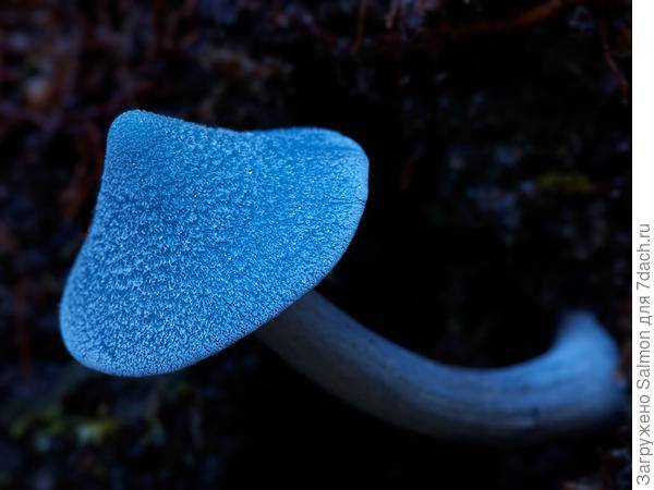 Самые необычные грибы в мире