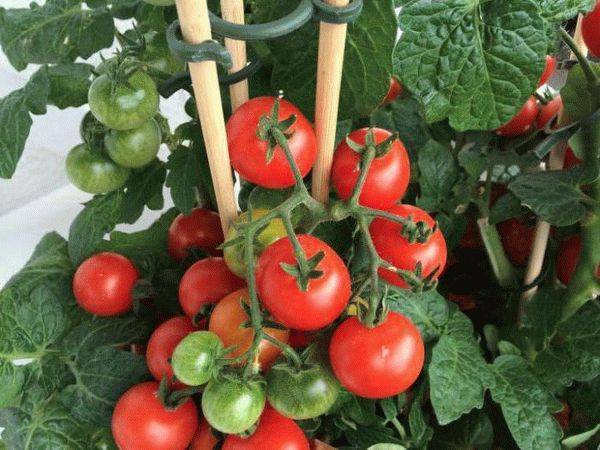 Чем подкормить помидоры: 7 лучших народных удобрений