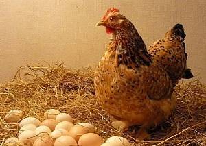 Кормление кур для увеличения яйценоскости - нормы и виды кормов