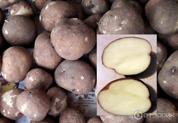 Сорт картофеля киви: характеристика, описание, фото, происхождение и особенности русский фермер