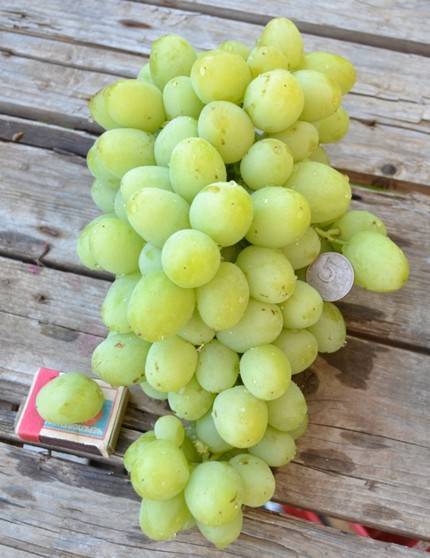Зарница — описание сорта винограда и особенности выращивания