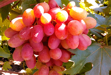 Выращивание винограда Гурман