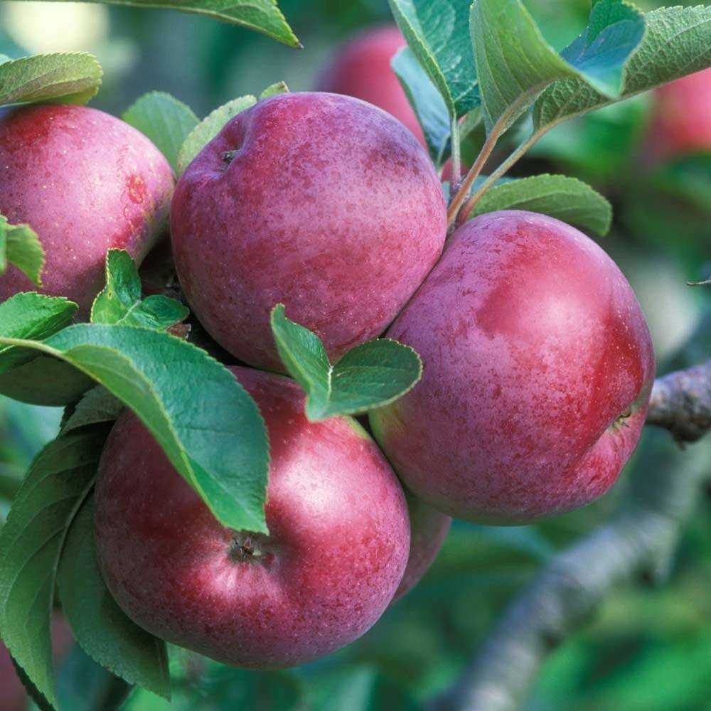 Описание сорта яблони спартан: фото яблок, важные характеристики, урожайность с дерева