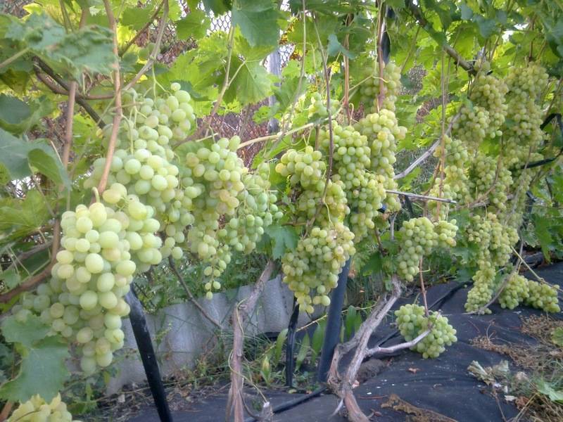 Гибридный виноград Валек — особенности и преимущества