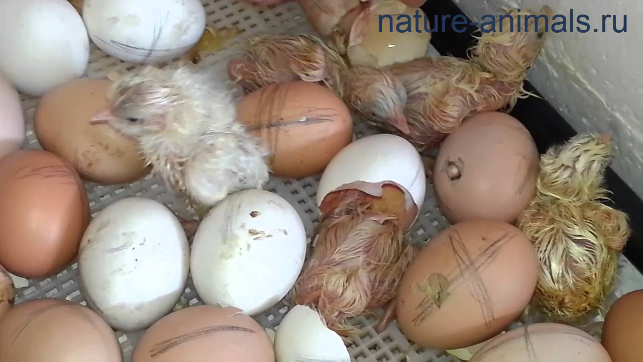 Развитие цыпленка в яйце по дням - описание, фото и видео