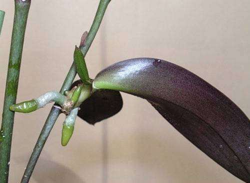 Детка орхидеи: что такое и как ее отсадить в домашних условиях?