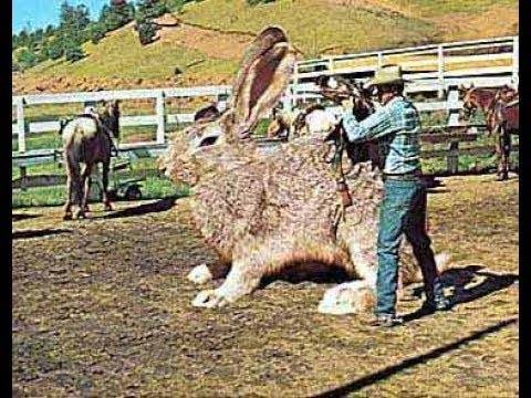 Самые большие кролики — сколько весит самая крупная порода кроликов