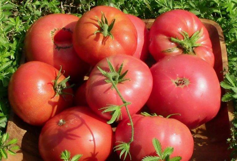 Высокоурожайные сорта томатов: какому из них отдать предпочтение?