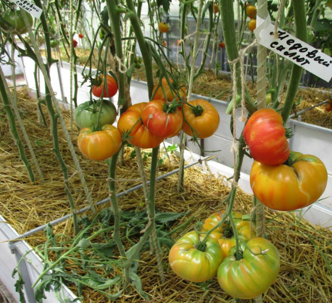 Помидоры медовый салют: описание сорта, характеристики томата, выращивание, фото и видео