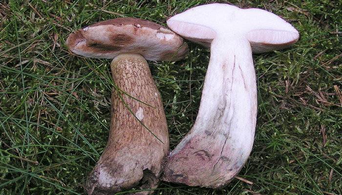Как отличить белый гриб от ложного и желчного гриба