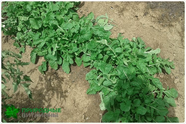 Руккола – посев семян, выращивание и уход
