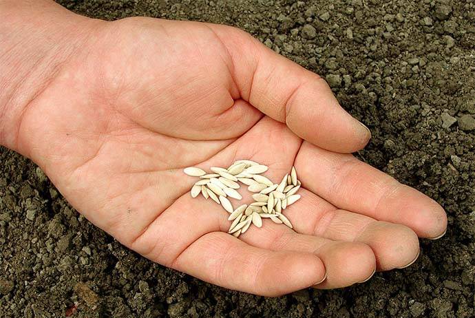 Подготовка почвы для огурцов в теплице весной: какую землю любят, чем ее обработать