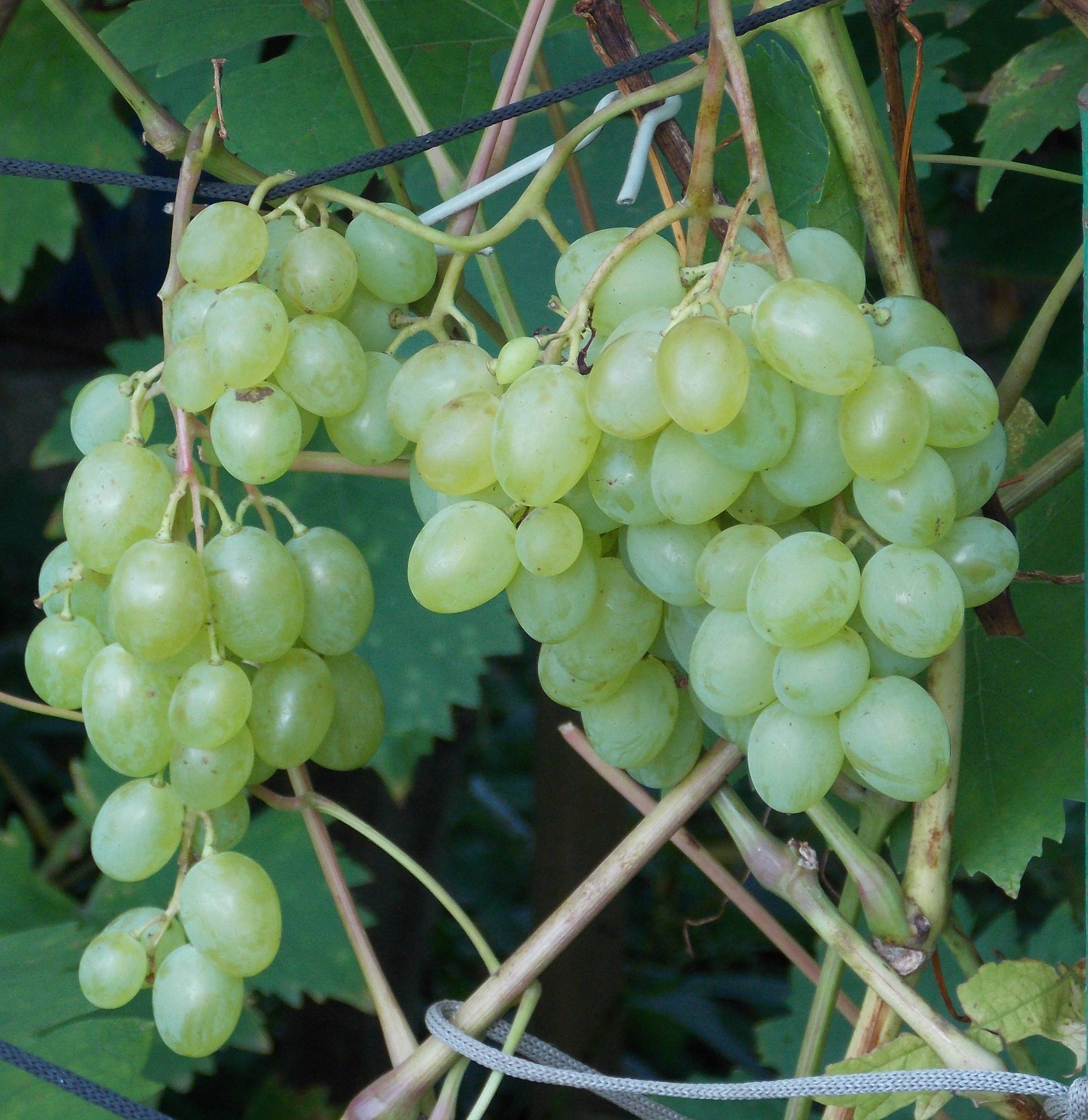 Польза зеленых и белых сортов винограда