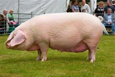 Сальные породы свиней• характеристики, фото и описание