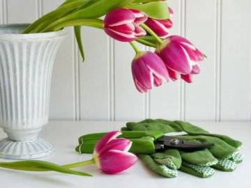 Как хранить тюльпаны для продажи: способы и нюансы сохранения.