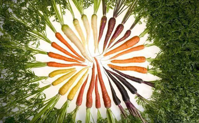 Малоизвестная и невероятно полезная черная морковь: состав, лучшие сорта и особенности выращивания