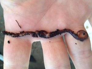 Калифорнийские черви: что это, как разводить в домашних условиях