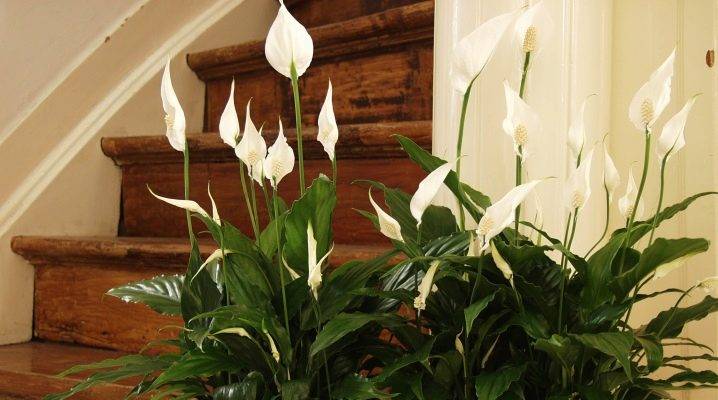 Комнатное растение спатифиллум: фото видов и описание с названиями, выращивание в домашних условиях