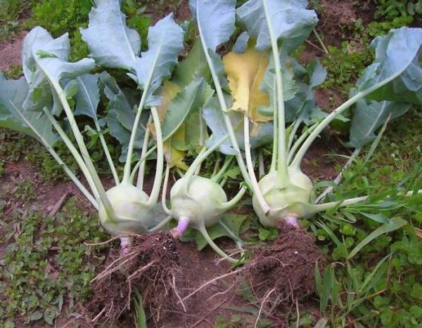 Капуста кольраби — выращивание рассады, уход в период созревания