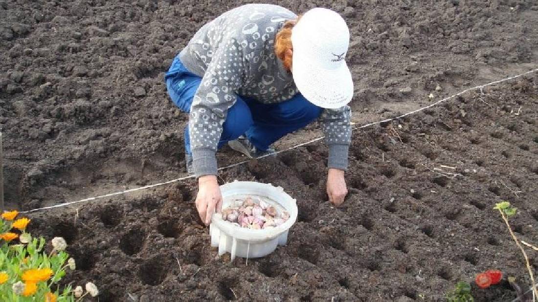 Подготовка грядок под чеснок: какую почву он любит, как и чем обработать землю перед посевом, а также самостоятельное определение параметров грунта