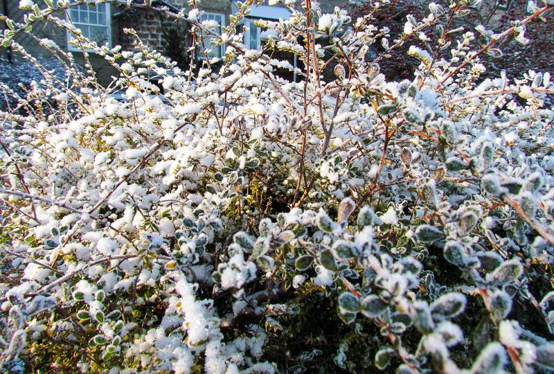 Уход за жимолостью осенью и подготовка к зиме: удобрение, обрезка и укрытие