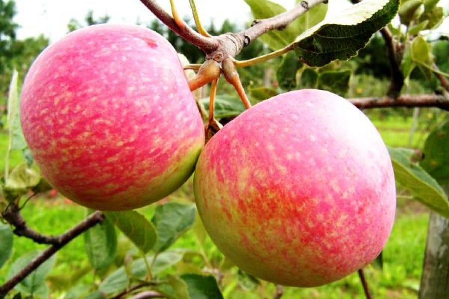 Описание сорта яблони чудное: фото яблок, важные характеристики, урожайность с дерева