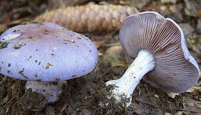 Паутинник фиолетовый (cortinarius violaceus): фото, описание, содержание полезных веществ, где растет и как приготовить гриб