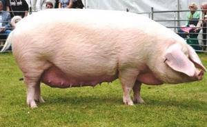 Мясные породы свиней: описание, фото и характеристики пород