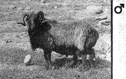 Отличительные особенности карачаевских овец, преимущества и недостатки, правила ухода за животными