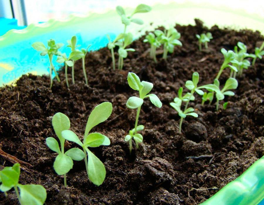 Как правильно высаживать и выращивать семена астр, уход за рассадой и цветами